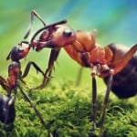 Ants and Climate Change, InfoMistico.com