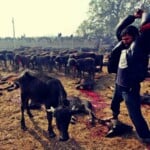 Gadhimai Festival: Between Tradition and Controversy, InfoMistico.com