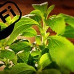 Wi-Fi y celulares influyen sobre el crecimiento de tus plantas, InfoMistico.com