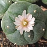 Peyote, InfoMistico.com