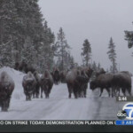 Movimiento de animales en Yellowstone, InfoMistico.com