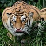 La Curiosidad NO Mató al Tigre, InfoMistico.com