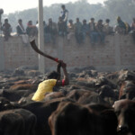 Sacrificios Diosa Gadhimai, InfoMistico.com