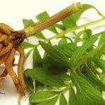 Valeriana para dejar de fumar, InfoMistico.com