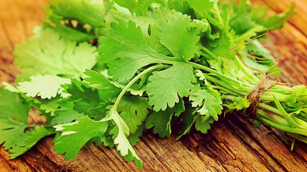 Beneficios Y Maneras De Usar El Cilantro Para La Salud