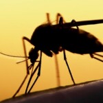 Dengue y el Chikungunya, InfoMistico.com