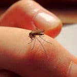 ¿Qué pasaría si matamos a todos los mosquitos?, InfoMistico.com