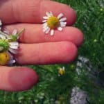 Plantas medicinales que no pueden faltar en tu casa, InfoMistico.com