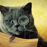 Predicciones que podemos descubrir al mirar a los gatos, InfoMistico.com