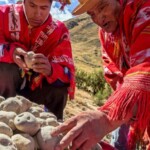 Chuño, el secreto milenario de los Andes, InfoMistico.com