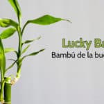 Lucky Bamboo, InfoMistico.com