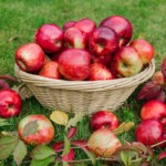 Beneficios de la manzana para tu salud digestiva, InfoMistico.com