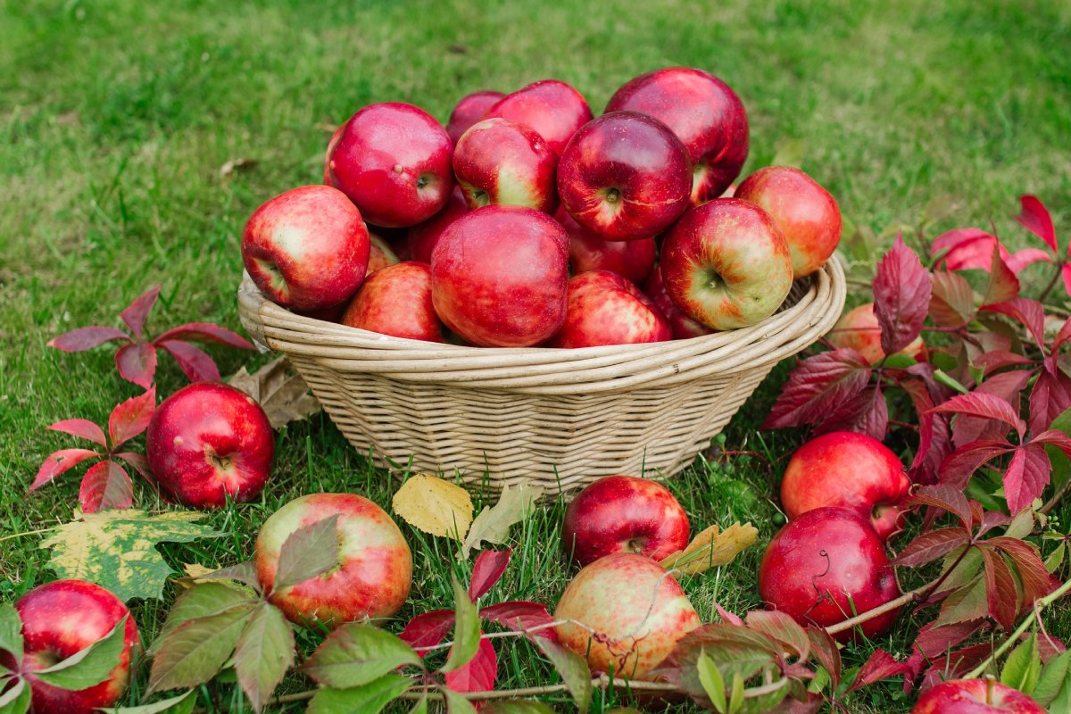 How maintain the health of the digestive system with apples!