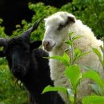 Biodecoding and the Role of the Black Sheep in the Family, InfoMistico.com