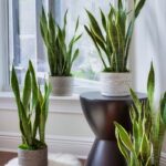 Plantas NASA – Testeadas para Aire Limpio en Casa, InfoMistico.com