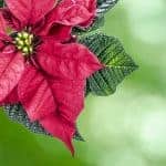 Poinsettia, InfoMistico.com