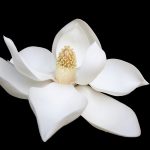 Gardenia tan poderosa como el valium, InfoMistico.com