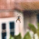 No mates a la siguiente araña que veas en tu casa, InfoMistico.com