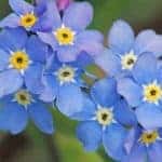 Forget-Me-Not (Nomeolvides), InfoMistico.com