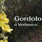 Gordolobo o verbasco, InfoMistico.com