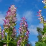 Propiedades de la Salvia Sclarea — Salvia Romana, InfoMistico.com