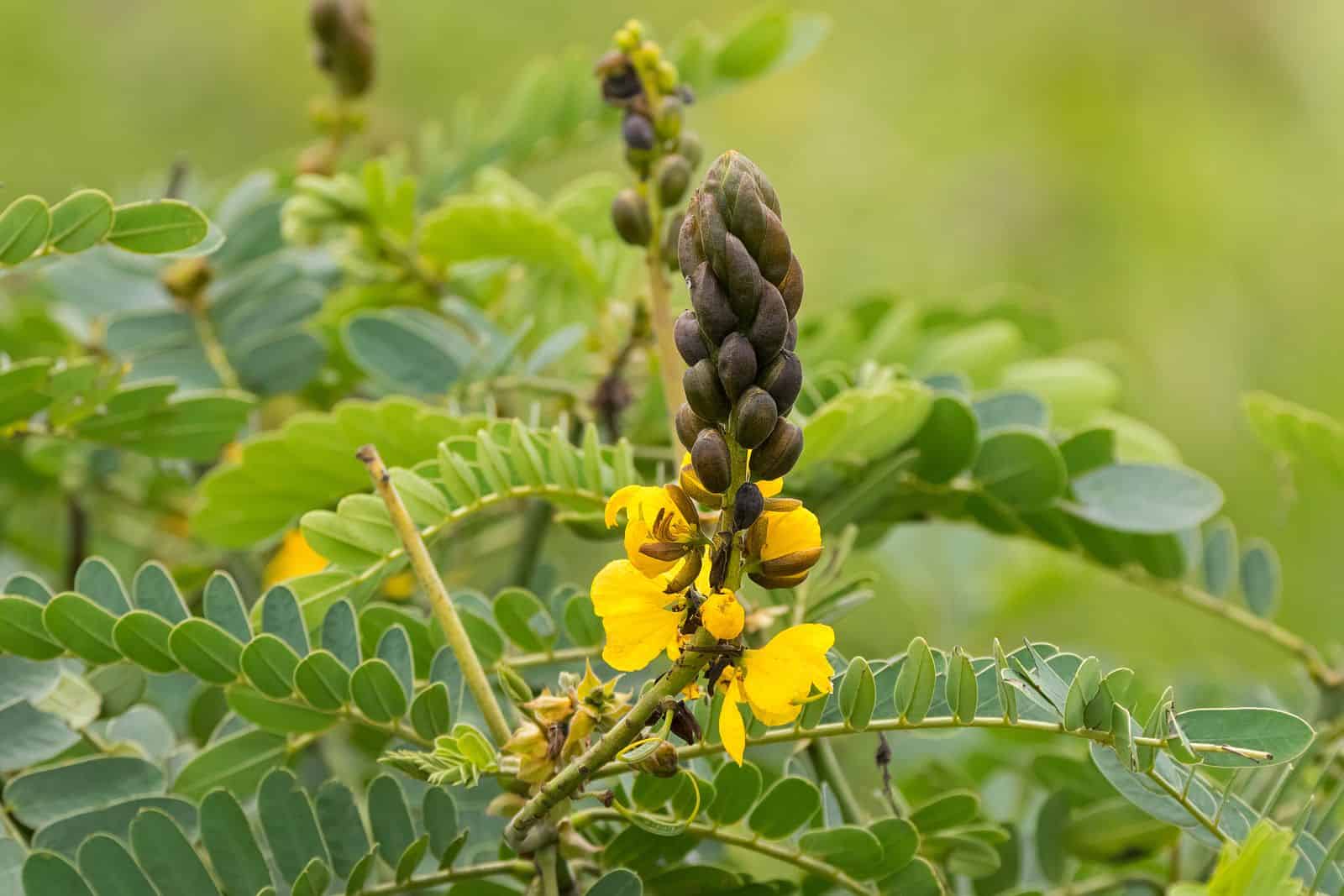 Hoja de SEN beneficios — Plantas Mágicas — Medicina Alternativa