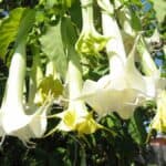 Brugmansia o Corneta de Ángel, InfoMistico.com