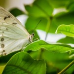 White Butterflies Superstitions, InfoMistico.com