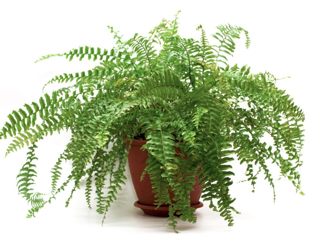 Magical Properties of the Male Fern, InfoMistico.com