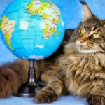 Día Internacional del gato, InfoMistico.com