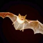 Spiritual Symbolism of Bats, InfoMistico.com